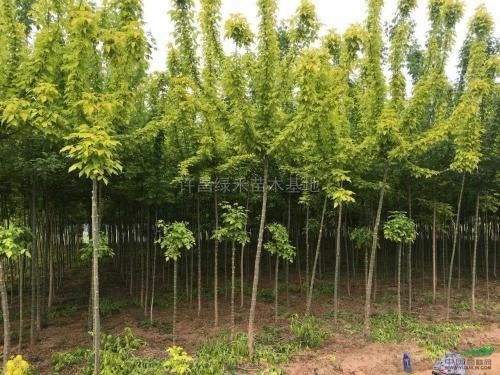 高密金叶复叶槭批发基地 常年供应 成活率高 青州万绿苗木